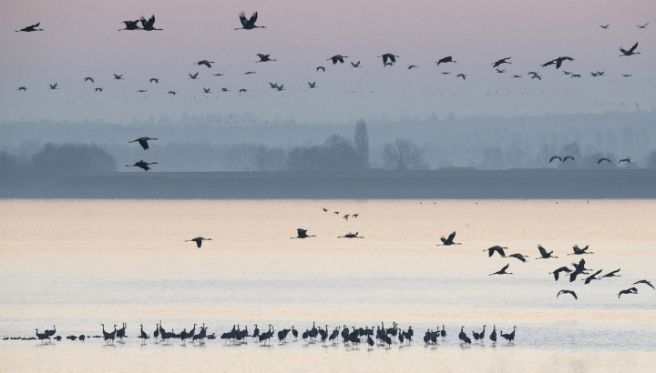 L'arrivée des grues en Brenne
